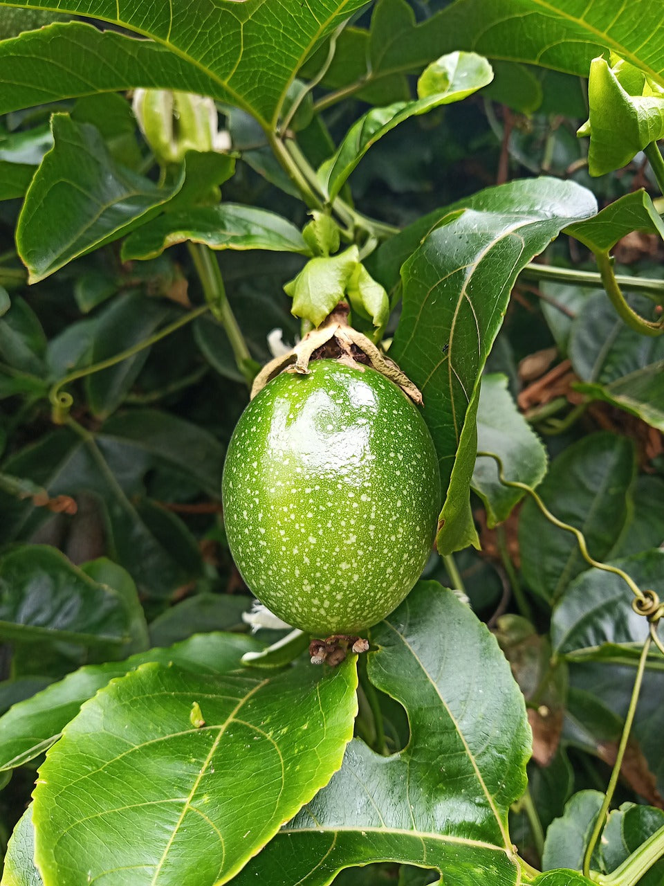 Red Passionfruit