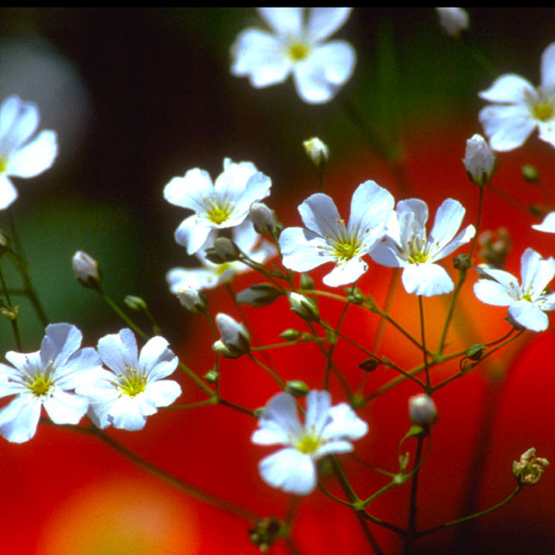 Baby's Breath (1/4 lb)