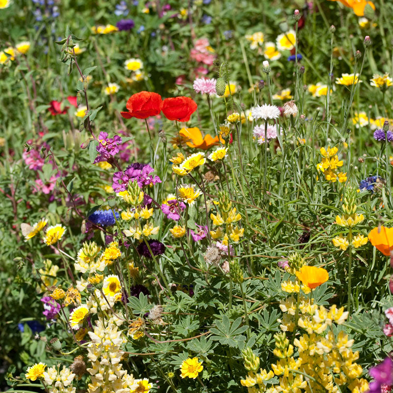 California Brilliant Wildflower Mix (1/4 lb)