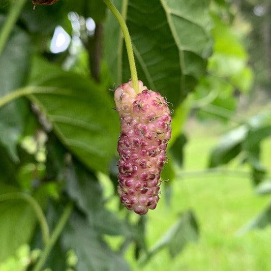 Tehama Mulberry (rooted)