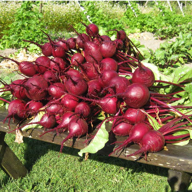 Early Wonder Tall Beet Seeds (Organic)