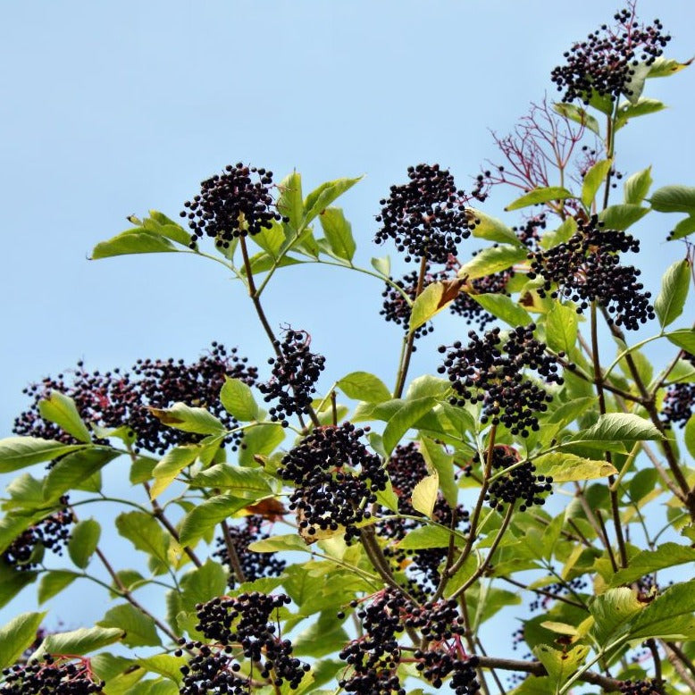 Nova Elderberry