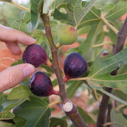 Ronde De Bordeaux (rooted) - The American Fig Company