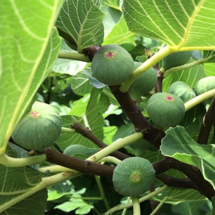 Black Madeira (rooted) - The American Fig Company
