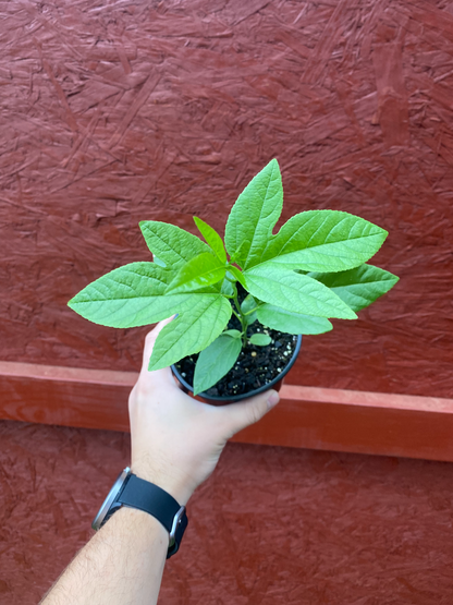 Hardy Passion Fruit (Maypop)