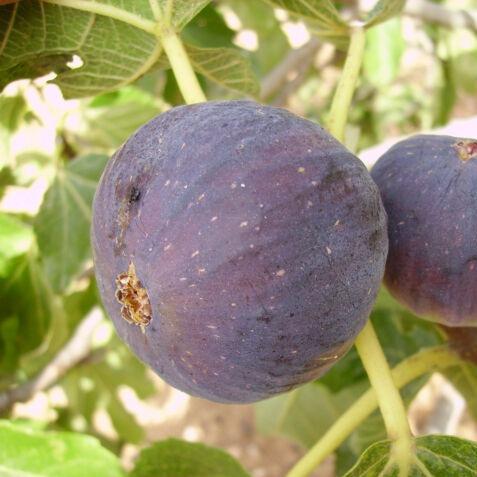 Malta Black (rooted) - The American Fig Company