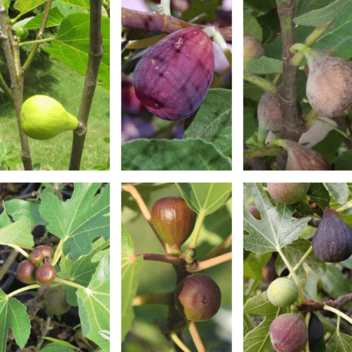 6 Fig Variety Pack - The American Fig Company