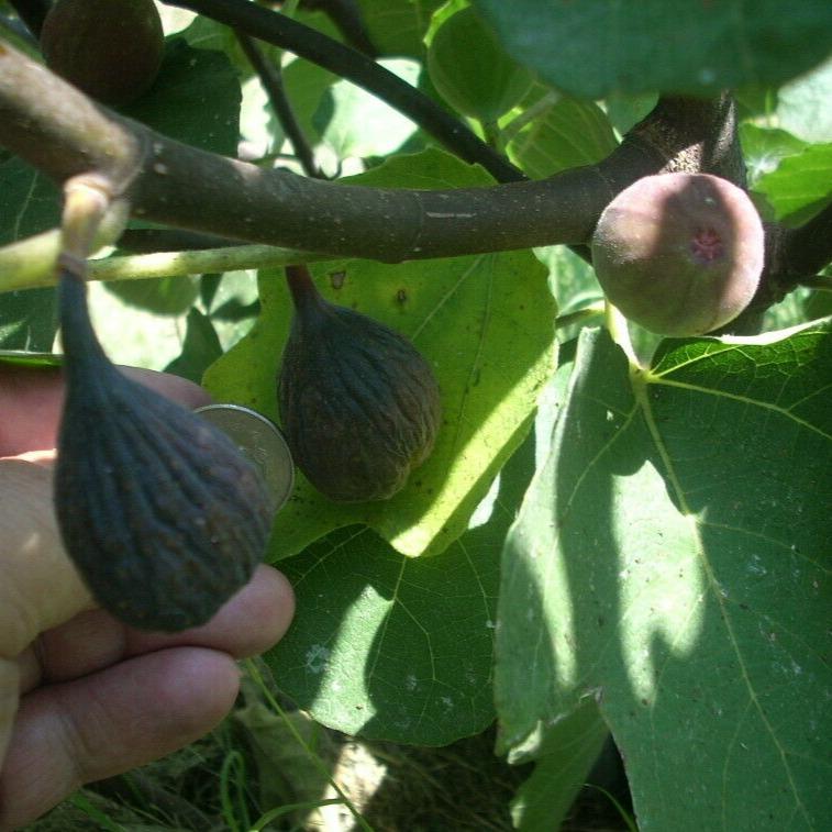 Takoma Violet (rooted) - The American Fig Company