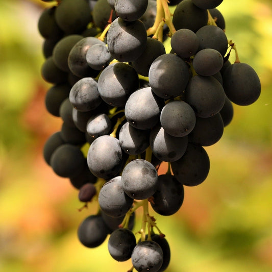 Black Morocco Grape