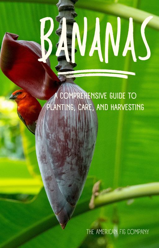 Banana Trees: A Comprehensive Guide to Planting, Care, and Harvesting (E-Book)