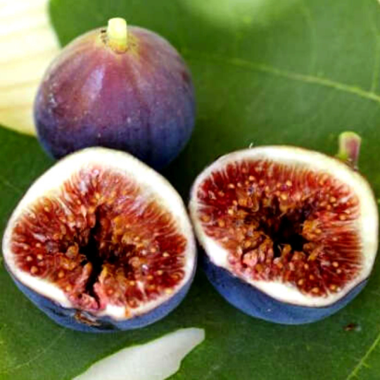 Fig Lover’s Starter Bundle (cuttings)