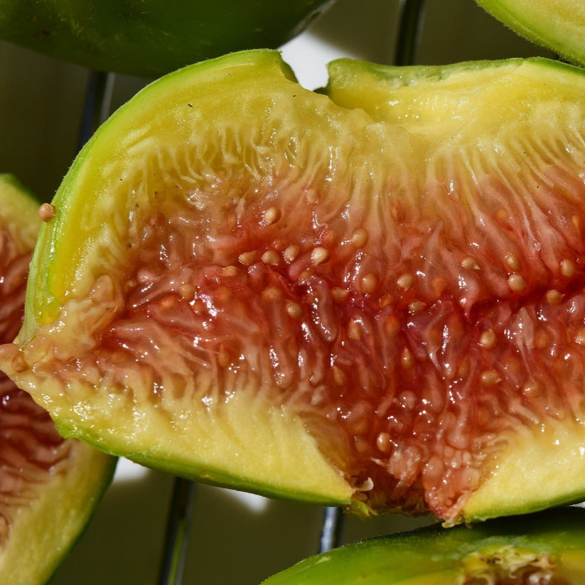 Calimyrna Fig (rooted) The American Fig Company