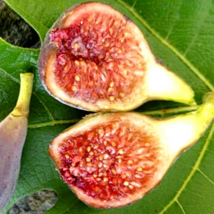 3 Cold Hardy Fig Package (cuttings)