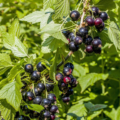 Clark Black Currant