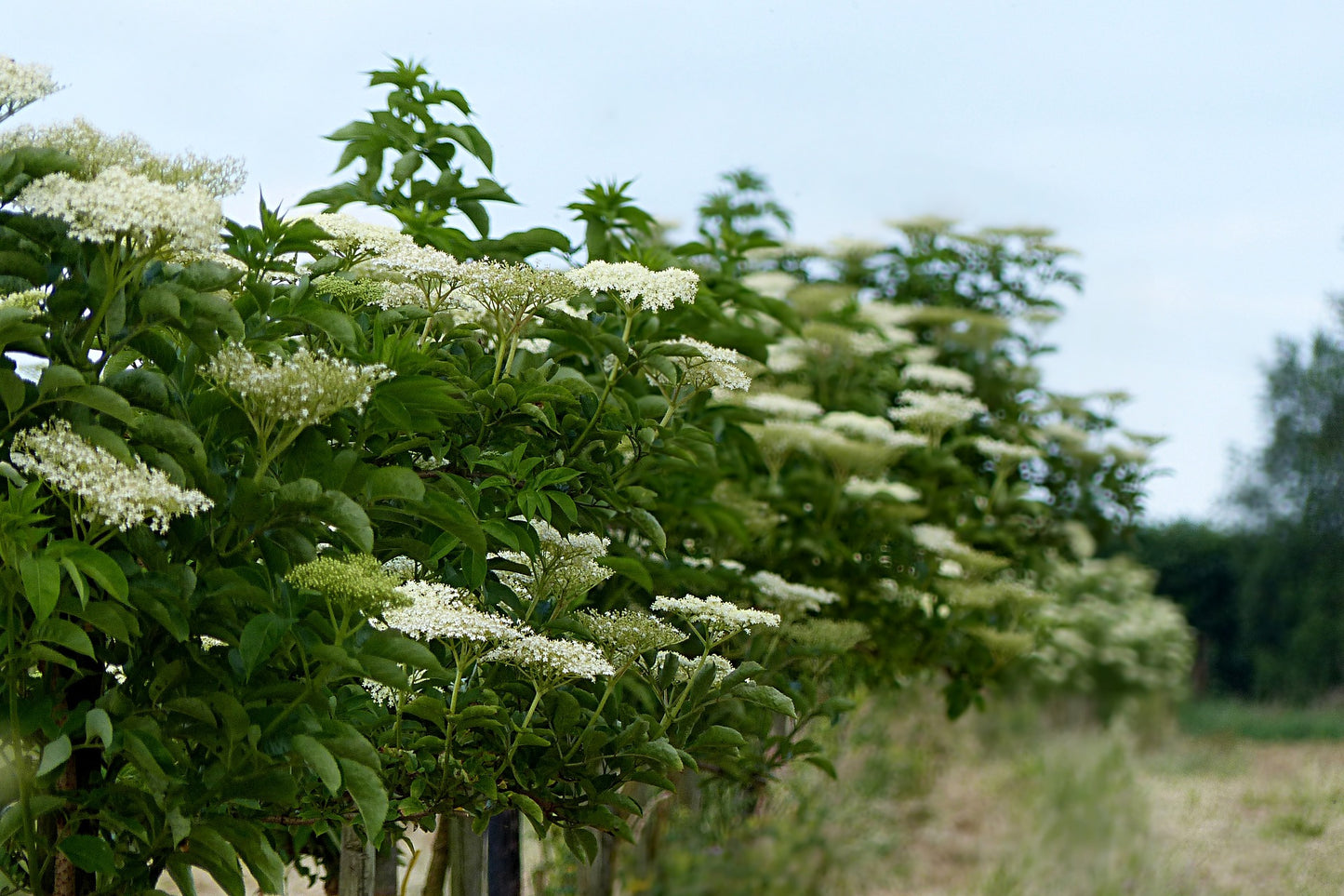 American Elderberry 'Adams' (Cuttings)