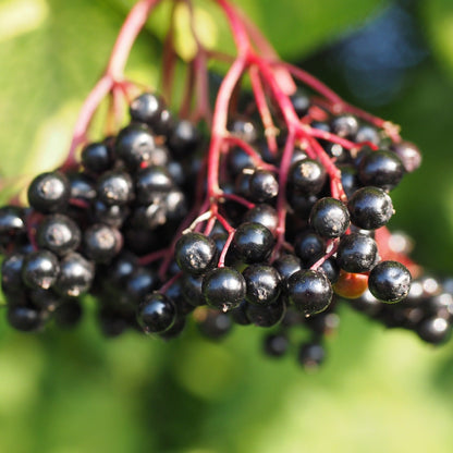 Emerald Lace European Elderberry