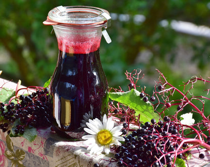 Emerald Lace European Elderberry