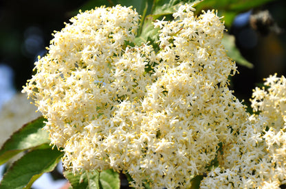 Emerald Lace European Elderberry