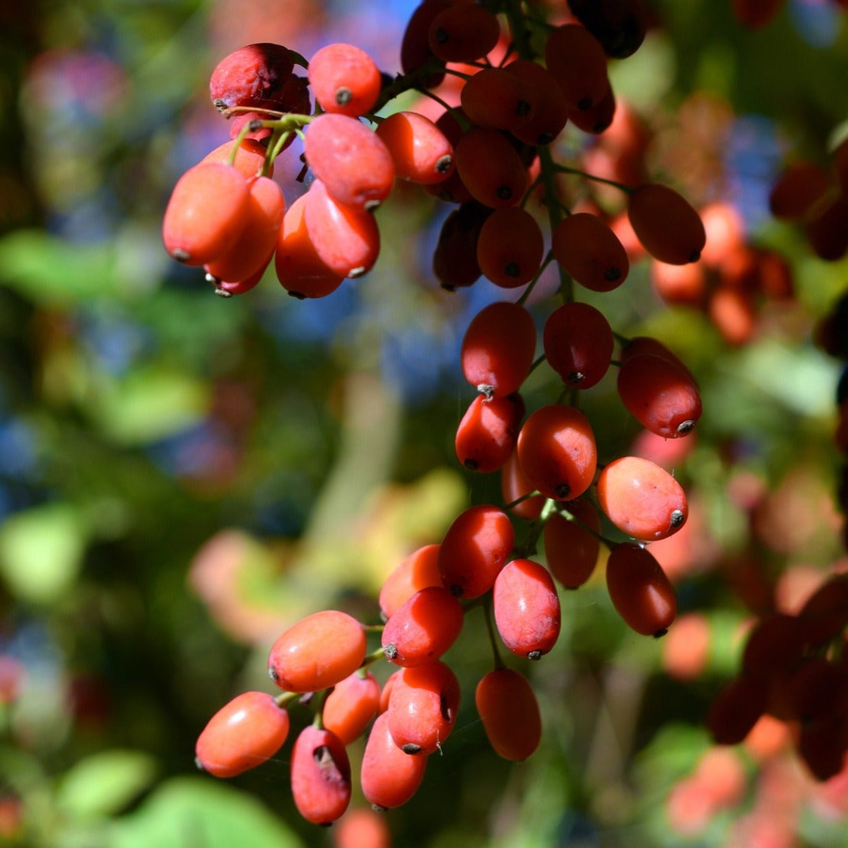 Phoenix Tears Goji Berry (rooted)