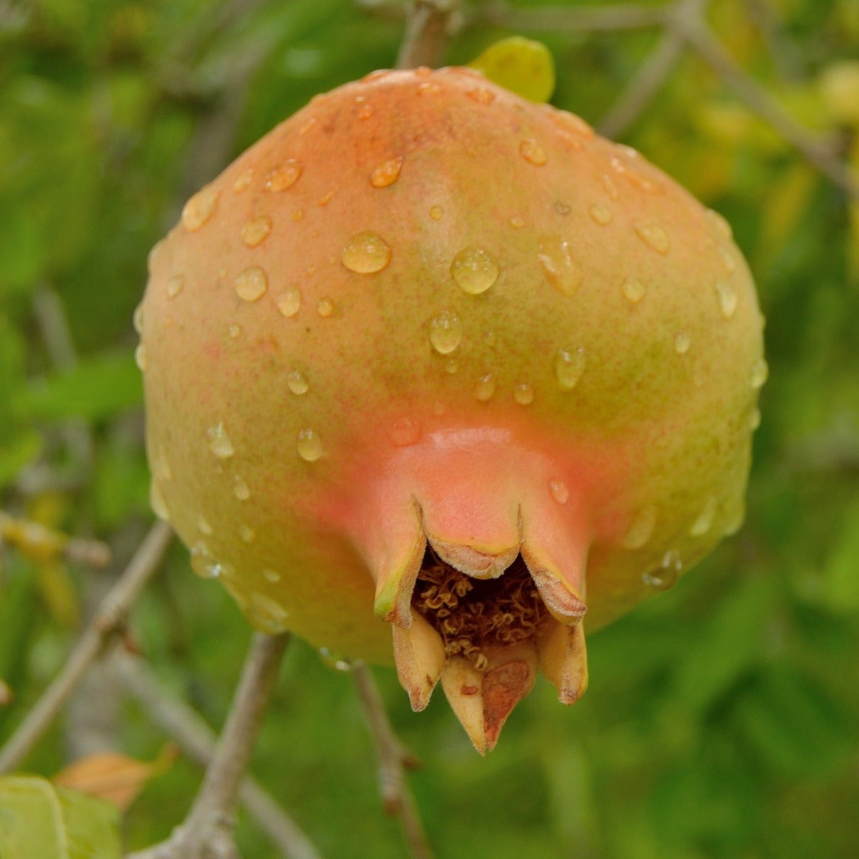 Gold Pomegranate