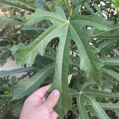 Little Miss Figgy (cuttings)