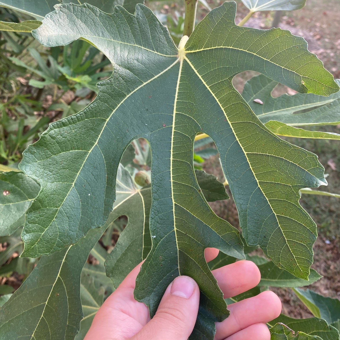 Violet De Bordeaux (rooted)