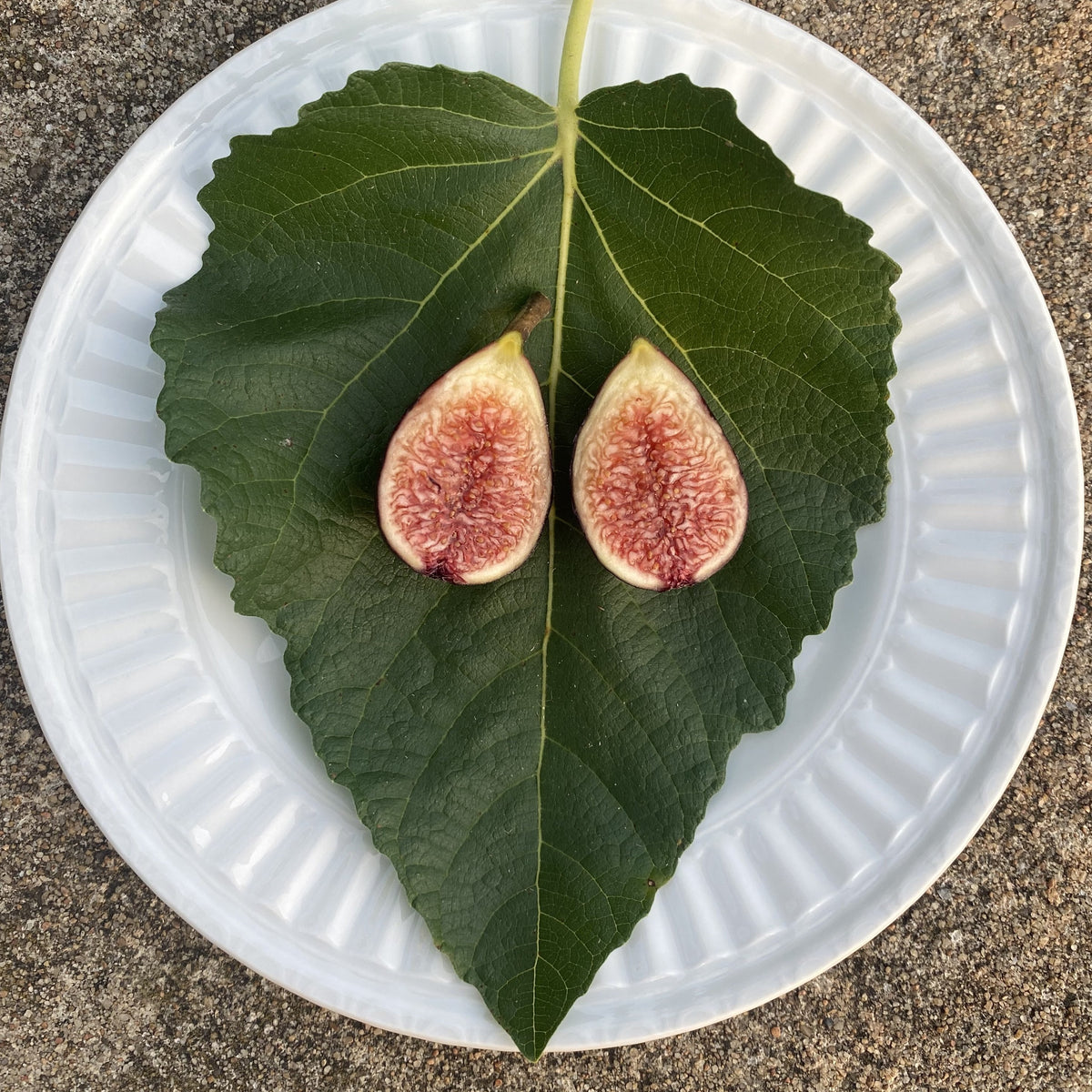 Types Of Fig Trees: Edible Varieties & Growing Guide Types Of Fig Trees: Edible Varieties & Growing Guide