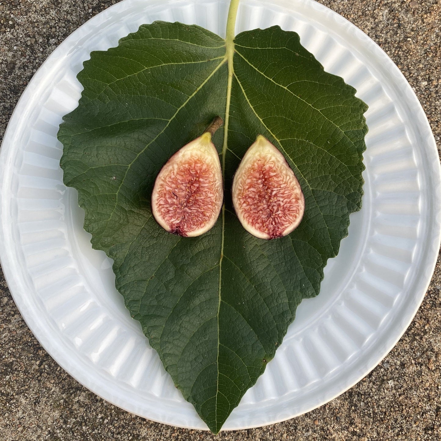 Violet De Bordeaux (Cuttings)