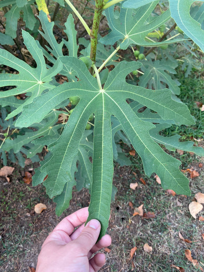 Texas Everbearing (Rooted)