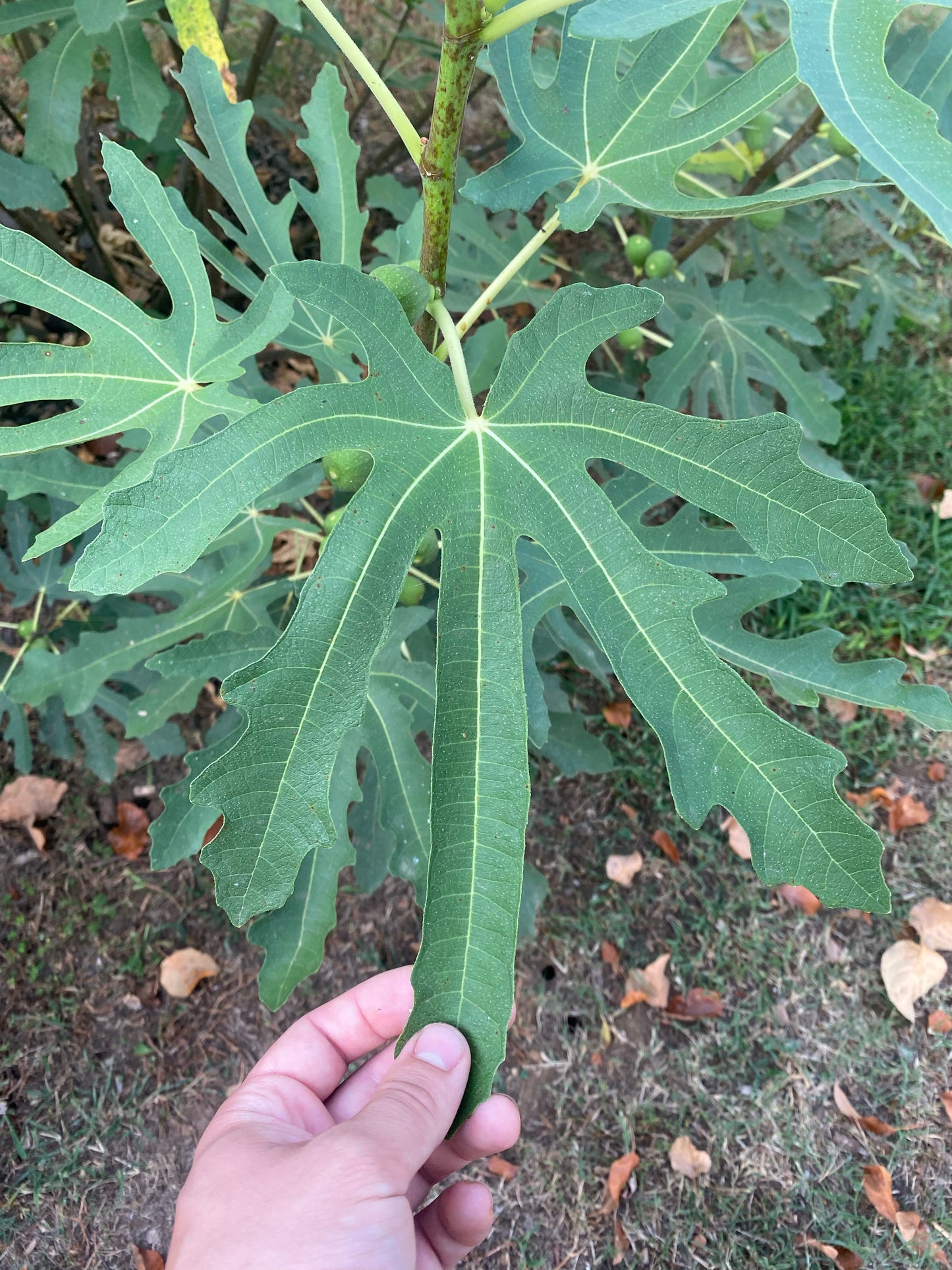 Dalmatie (Cuttings)