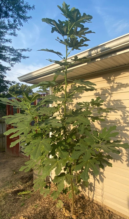 Unknown Ashbury Black (rooted)