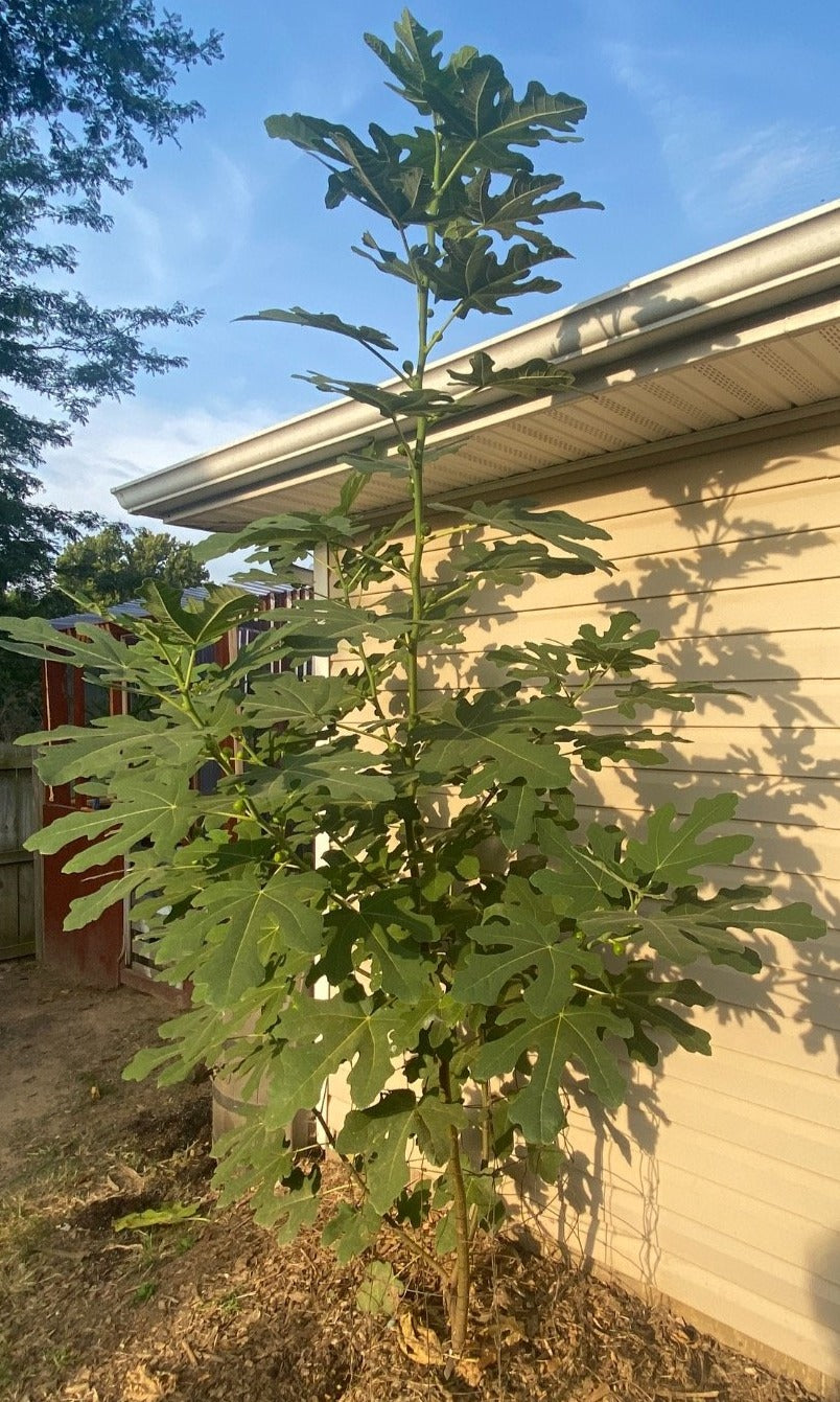 Unknown Ashbury Black (cuttings)