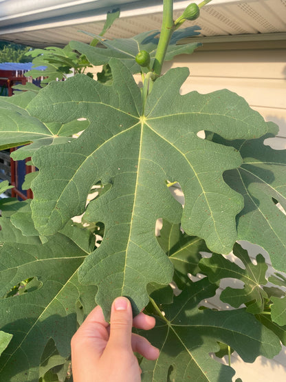 Unknown Ashbury Black (cuttings)