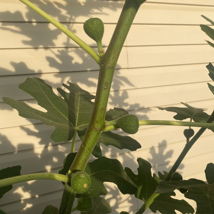 Unknown Ashbury Black (cuttings)