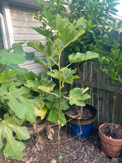 Black Madeira (Cuttings)