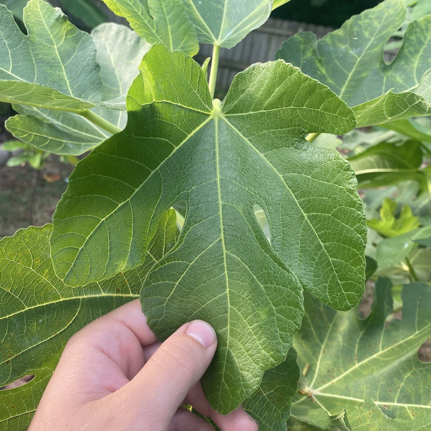 Black Madeira (Cuttings)