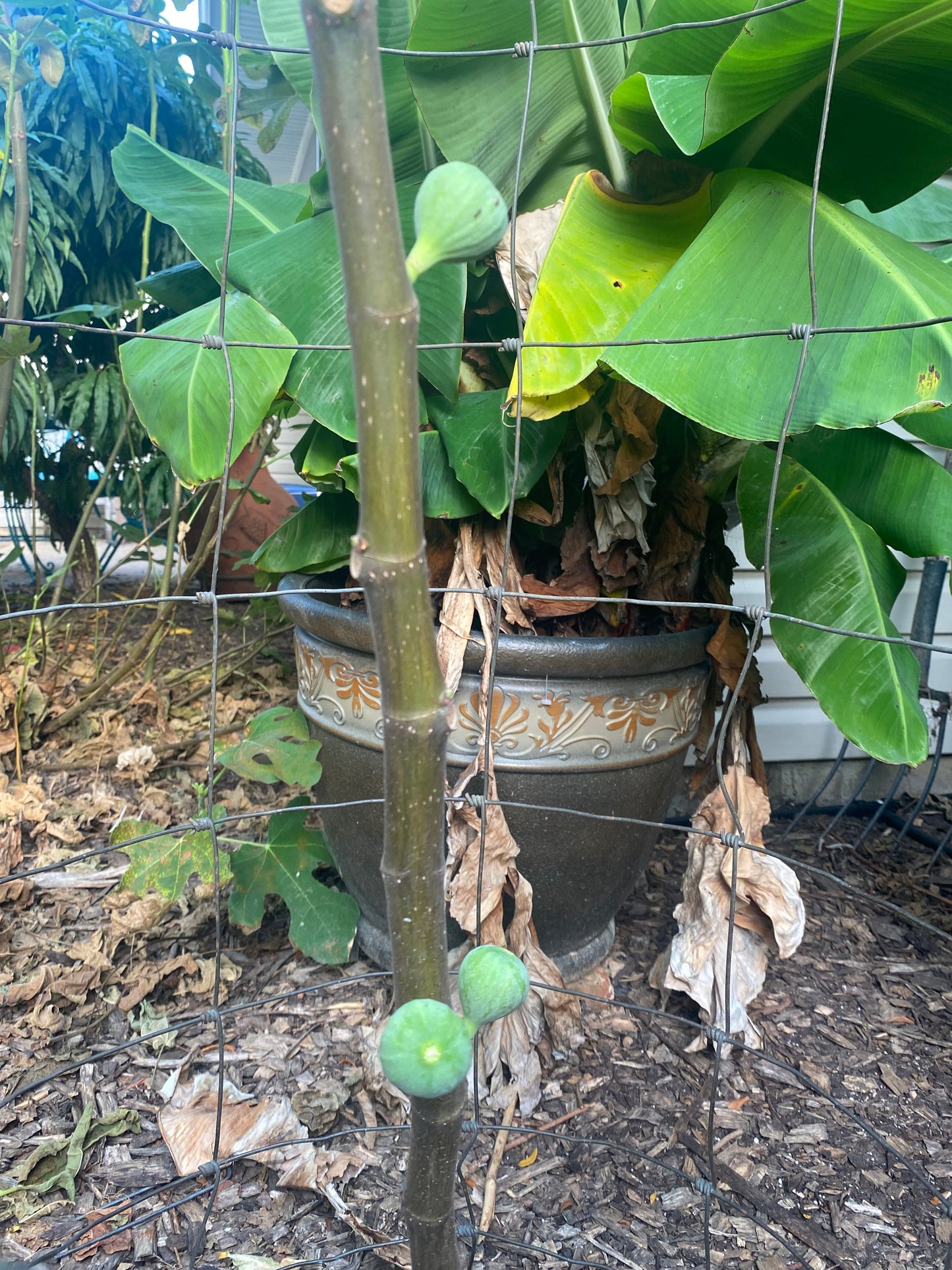 Black Madeira (Cuttings)