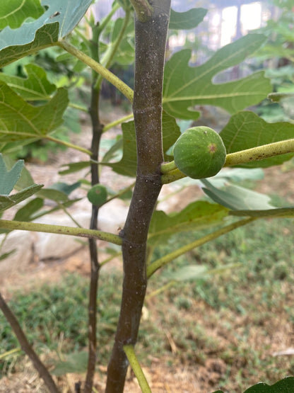 Longue D'Aout (Cuttings)