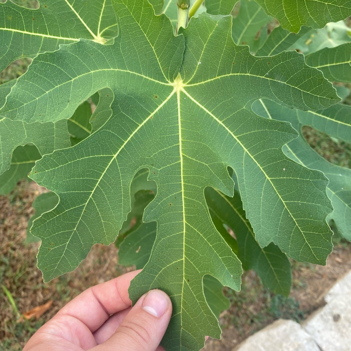 NWA Unknown (Cuttings)