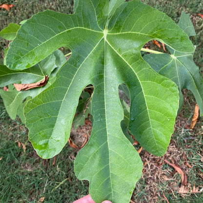 Corrillo Unknown (Cuttings)