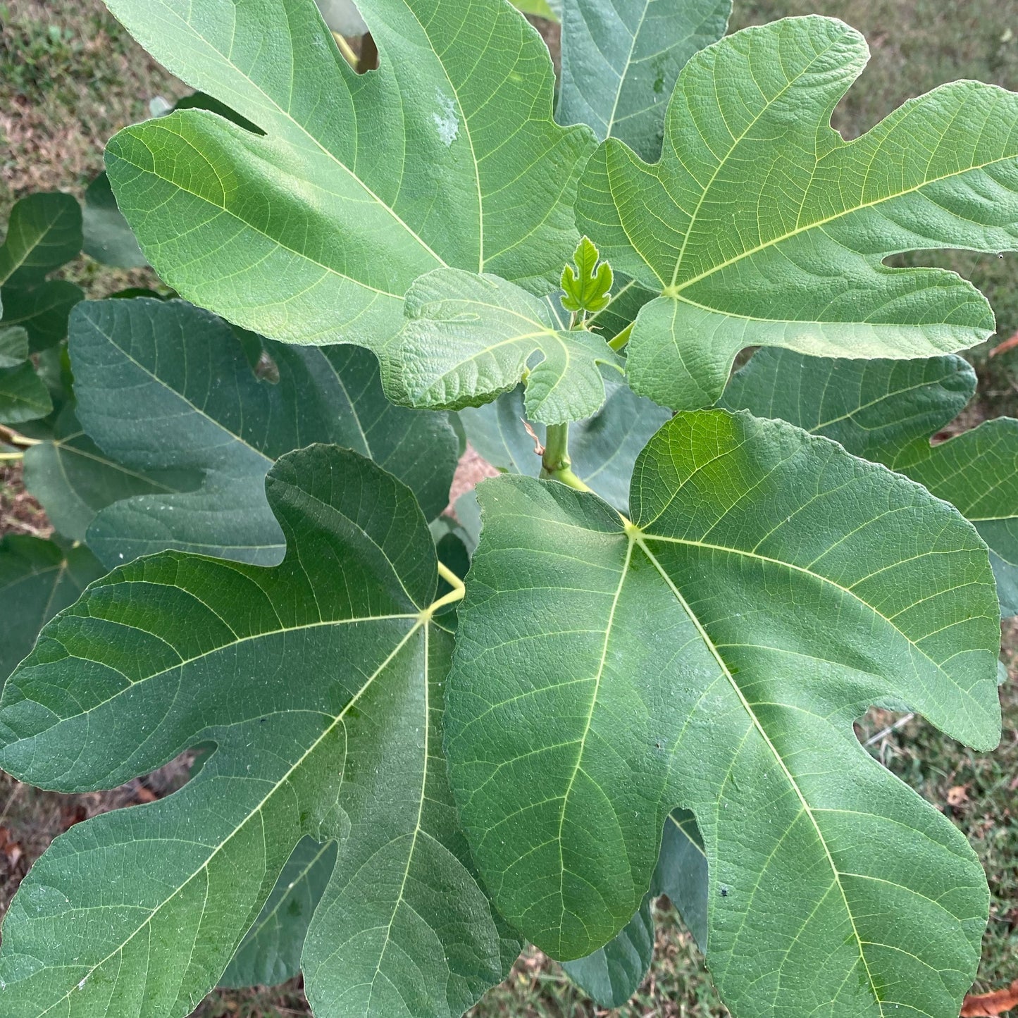 Golden Honey (Cuttings)