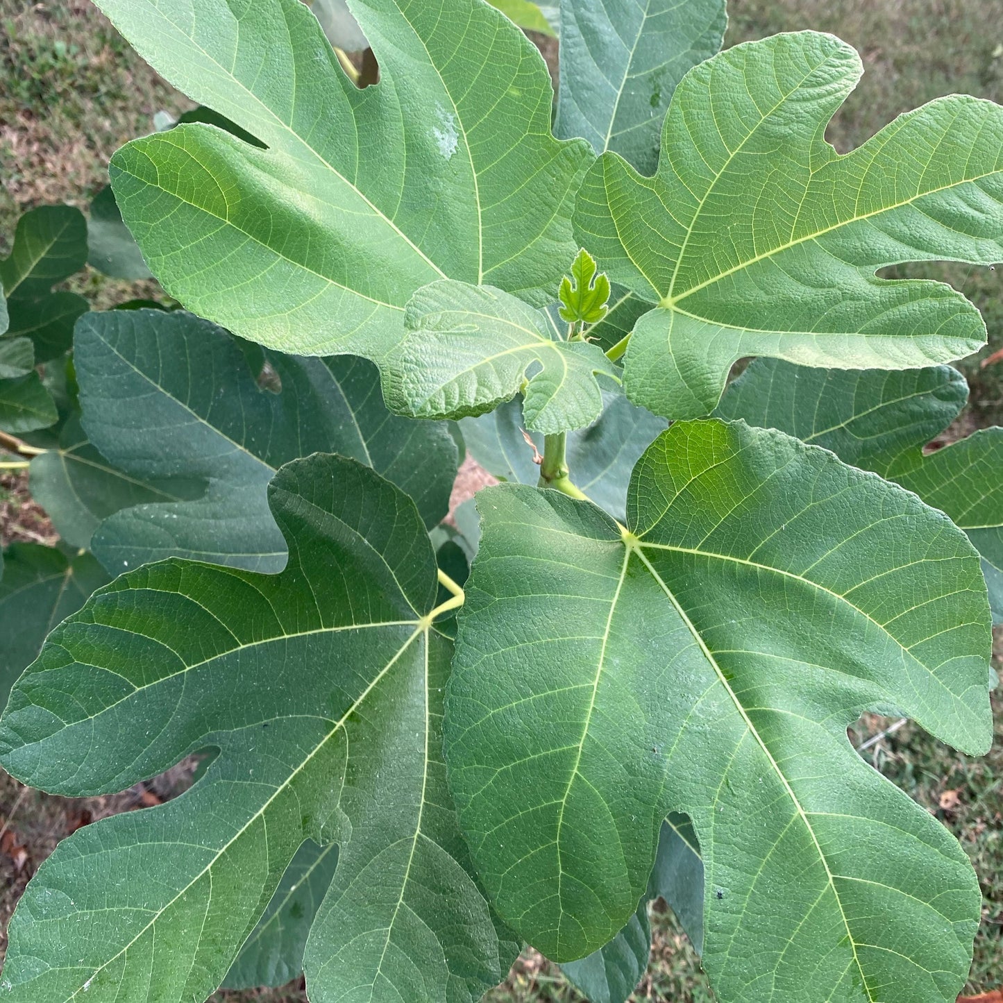 Golden Honey (Cuttings)