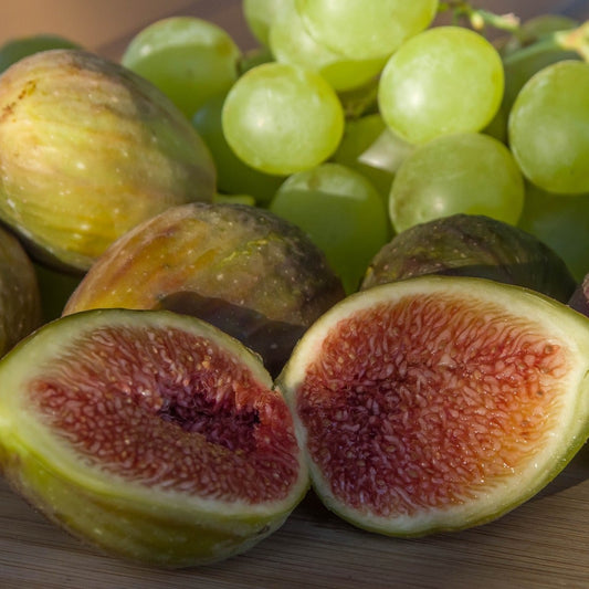 Italian Unknown Fig (rooted)