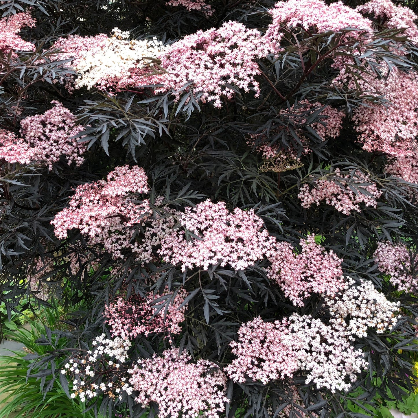 Korser Elderberry