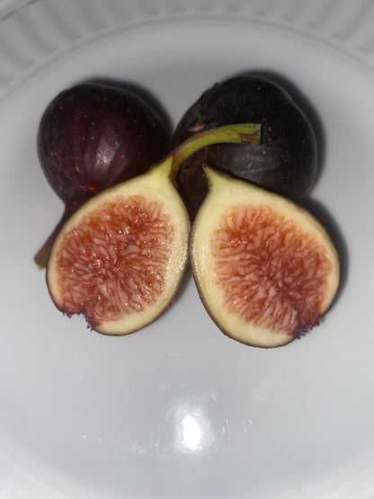 Fig Lover’s Starter Bundle (cuttings)