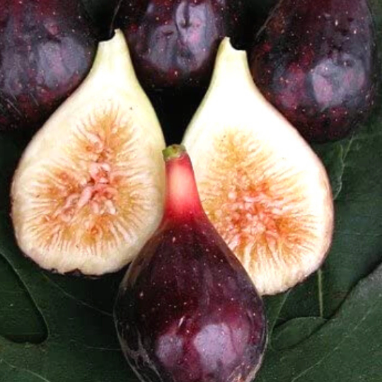 Fig Lover’s Starter Bundle (cuttings)