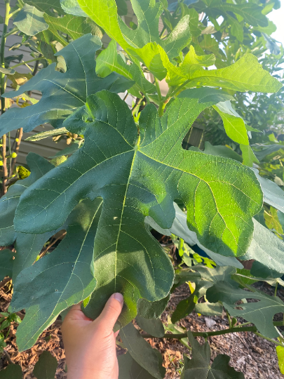 LSU Purple (rooted)