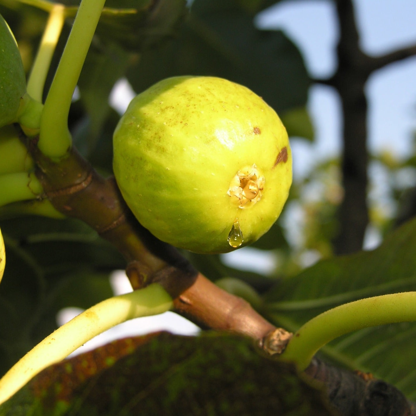 Mary Lane Fig (rooted)