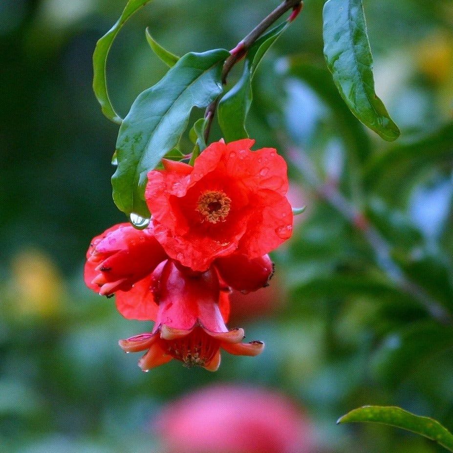 Pink Ice Pomegranate