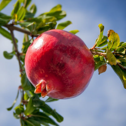 Purple Heart Pomegranate